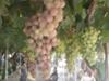 Melania famous grapes